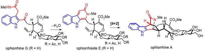 2022 ACI Ophiorrhine.jpg