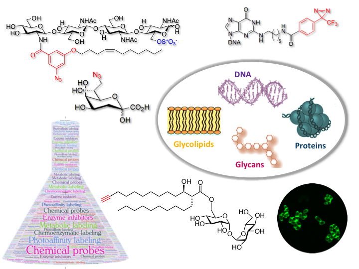 Image ChemBio_2.png