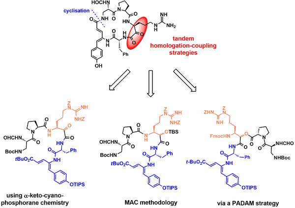 peptides 1.png