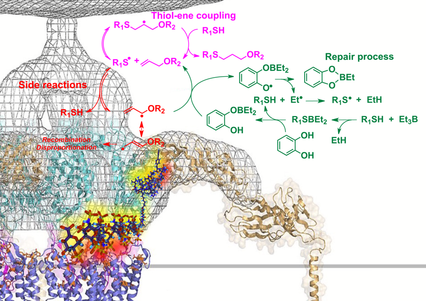 thiol-ene-click-hiv-web2.png