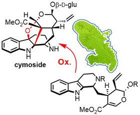 Cymoside ACIE.jpg